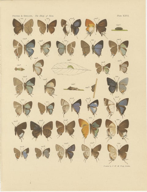 Victorian Butterfly Plates, The Rhopalocera of Java by Piepers & Snellen, 1908, view 3