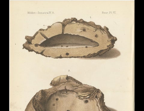 Antique Lithographs of Termite Queen Cells, Termes Gibus, Sumatra c.1887, close-up 5