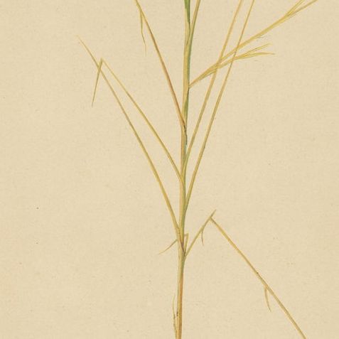 Antique Sugarcane Botanical Chromolithograph, Teboe Glagah, Java 1892, close-up 6
