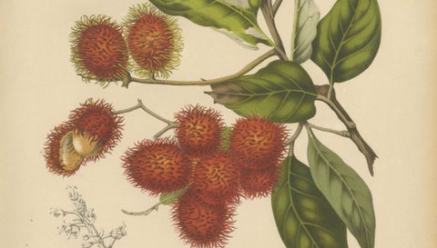 Original Antique Rambutan Botanical Chromolithograph by Hoola van Nooten, c.1880, close-up 3