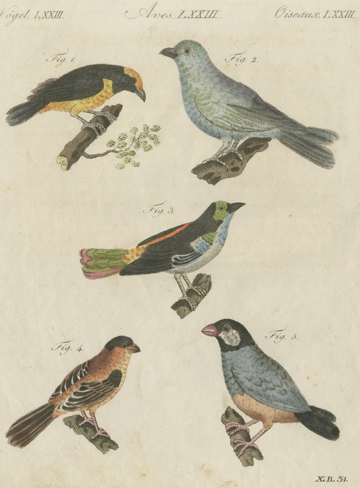 Tanagers and Java Sparrow Songbirds, Antique Bertuch Print, circa 1805
