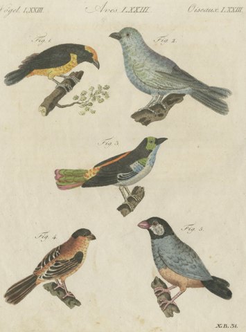 Tanagers and Java Sparrow Songbirds, Antique Bertuch Print, circa 1805