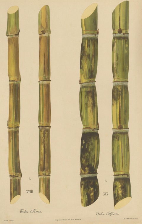 Antique Sugarcane Chromolithograph, Teboe Rotan and Teboe Alfoere, 1892, close-up 1