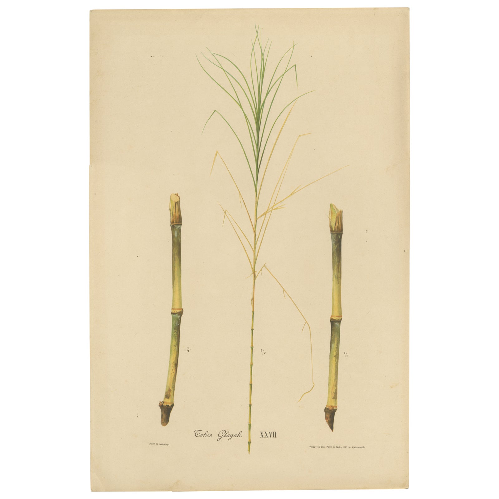 Antique Sugarcane Botanical Chromolithograph, Teboe Glagah, Java 1892