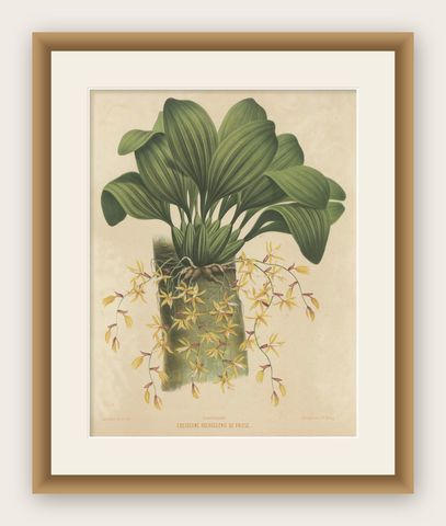Large Orchid Illustrations of the Dutch East Indies: A Botanical Heritage, 1854, shown framed