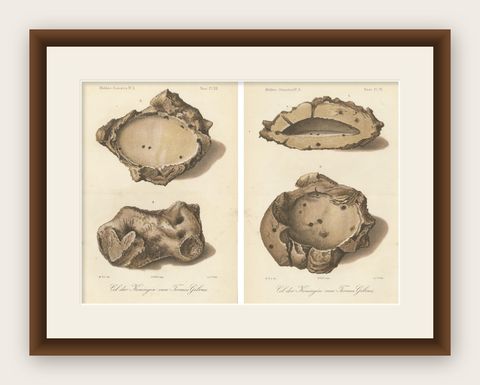 Antique Lithographs of Termite Queen Cells, Termes Gibus, Sumatra c.1887, shown framed