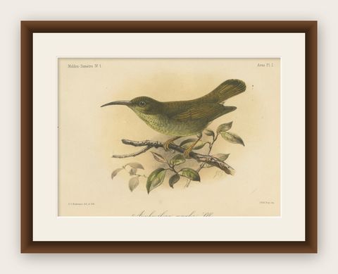 Antique Lithograph of Plain-colored Spiderhunter by Keulemans, Sumatra c.1887, shown framed