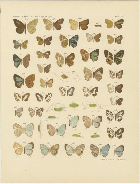 Javanese Butterflies, Three Antique Chromolithograph Plates, Java 1908 to 1910, view 3