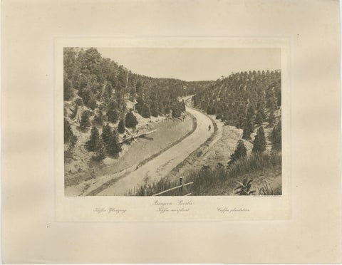 Set of 3 Antique Photogravures of Sumatra Plantations, Deli, Medan Region, 1900, view 5