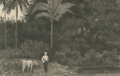 Antique Print of Koebang Tree with Kalongs, Sumatra by van Kesteren c.1887, close-up 3