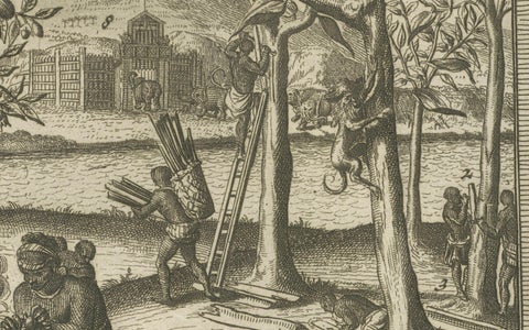 Exotic Bounty: The Spice Lands of the East Indies by R. de Hooghe, circa 1708, close-up 1