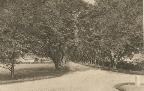Avenue of Trees, Tandjong Poera, Sumatra, Kleingrothe, Dutch East Indies c1910, close-up 3