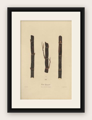 Antique Sugarcane Chromolithograph, Teboe Djampirik, Java 1892, shown framed