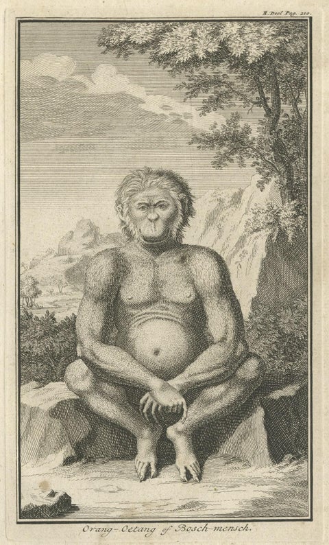 Engraving of an Orang-Utan on Borneo 'Kalimantan' or Sumatra, Indonesia, 1739, close-up 1