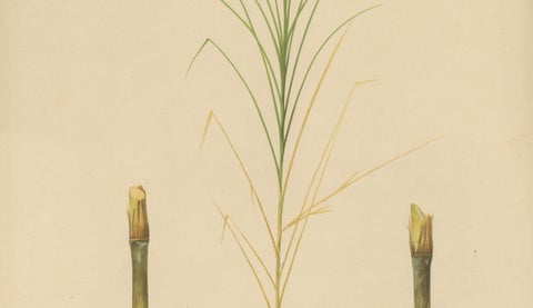 Antique Sugarcane Botanical Chromolithograph, Teboe Glagah, Java 1892, close-up 2