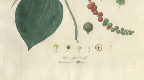 Antique Black Pepper Botanical Print, Piper Nigrum, Hand Colored, c.1831, close-up 3