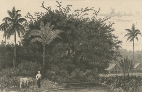 Antique Print of Koebang Tree with Kalongs, Sumatra by van Kesteren c.1887, close-up 2