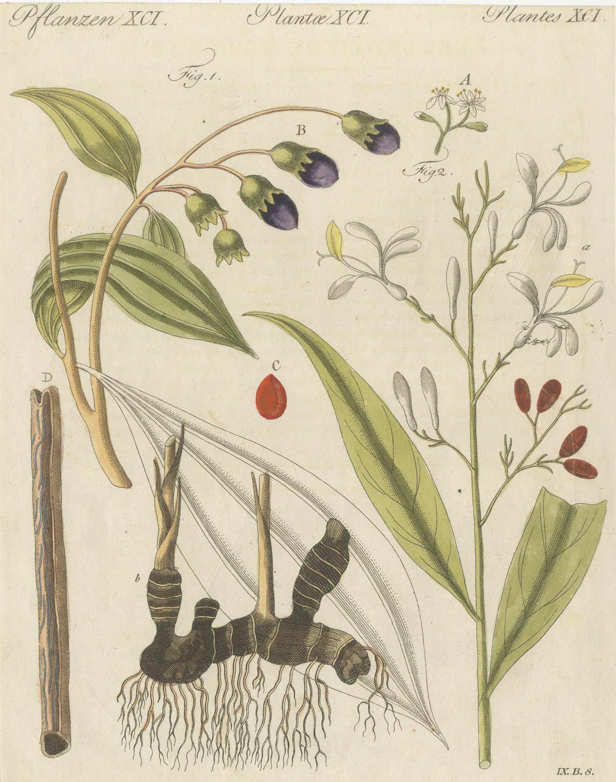 Cassia Cinnamon and Galangal Spices, Antique Bertuch Print, circa 1805