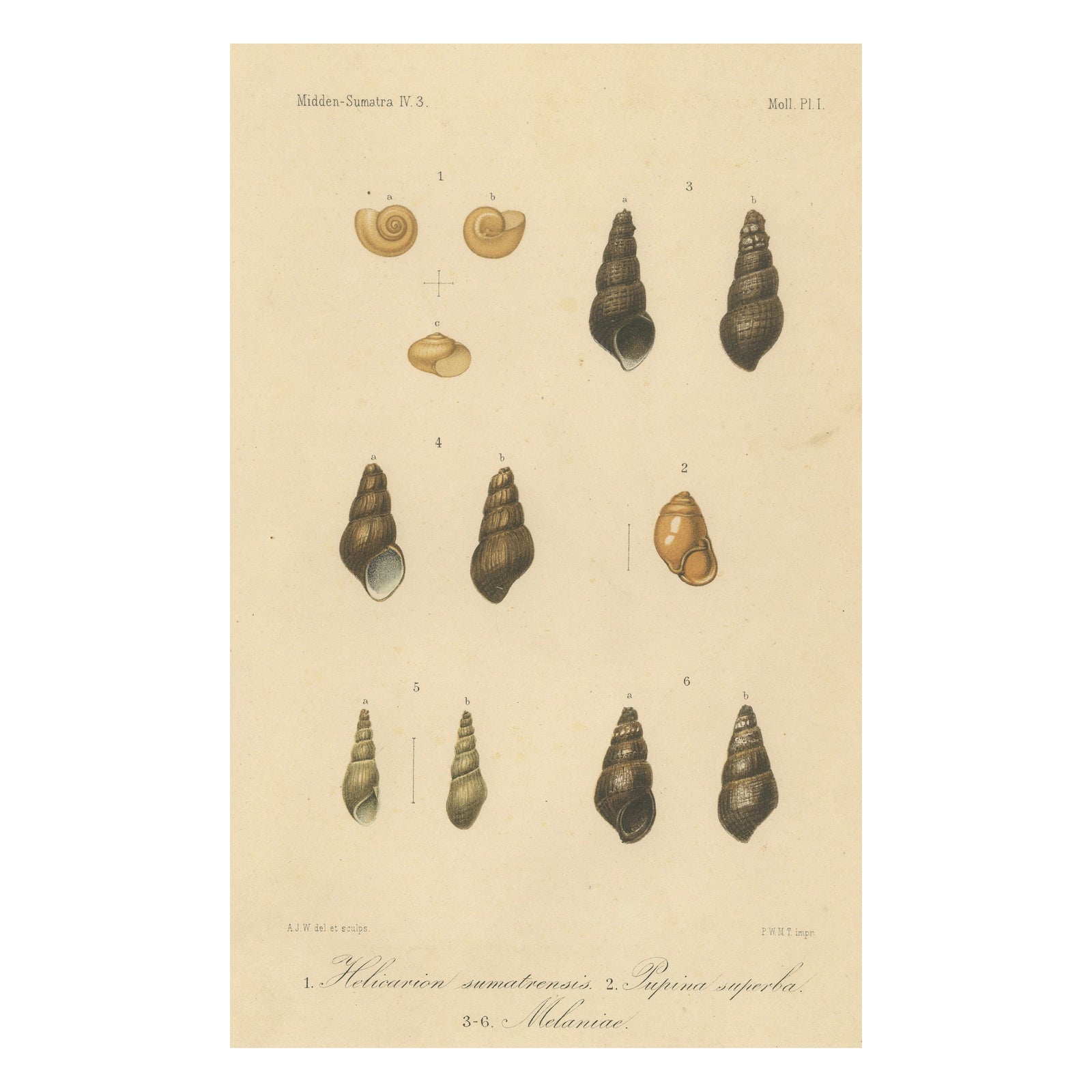 Antique Shell Print of Sumatran Snails, Helicarion, Pupina, Melania c.1887