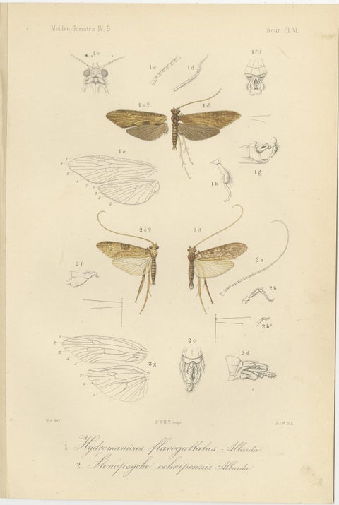 Set of 6 Antique 1887 Sumatra Dragonfly and Insect Lithographs, Fauna Studies, view 7