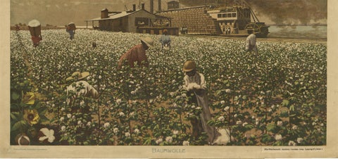 Antique Print 'Schoolplate' of a Cotton Field by F.E. Wachsmuth, circa 1900, view 3