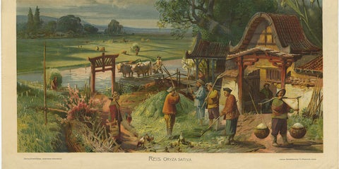 Antique Print 'Schoolplate' of a Rice Field by F.E. Wachsmuth, circa 1900, view 3