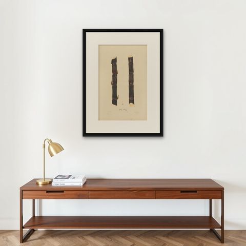 Antique Sugarcane Chromolithograph, Teboe Keong, Java 1892, shown framed on a wall, true to size