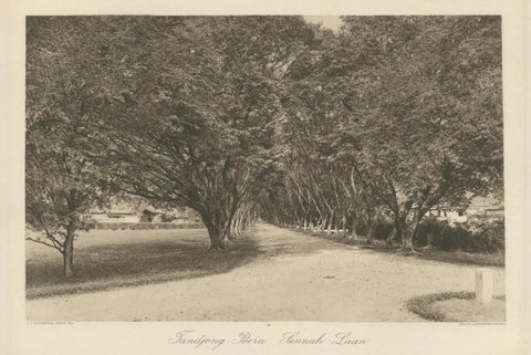 Avenue of Trees, Tandjong Poera, Sumatra, Kleingrothe, Dutch East Indies c1910, close-up 2