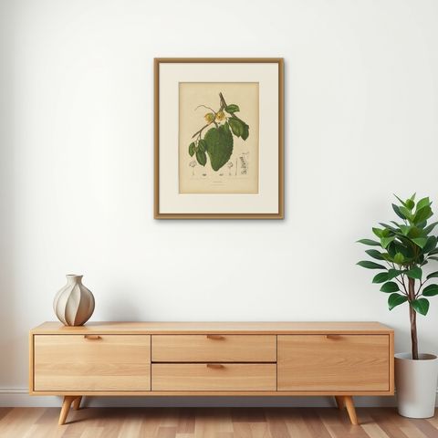 Antique Soursop Botanical Chromolithograph by Hoola van Nooten, c. 1880, shown framed on a wall, true to size
