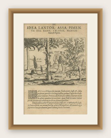 Verdant Wonders: Exotic Trees and Spices of India in De Bry's 1601 Illustration, shown framed