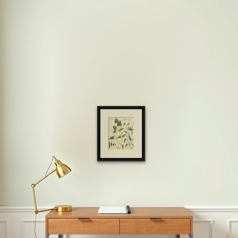 Antique Long & Cubeb Pepper Botanical Print, Piper Species, c.1831, shown framed on a wall, true to size