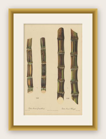 Antique Sugarcane Chromolithograph, Teboe Soerat Gempolkerap and Mangli, 1892, shown framed