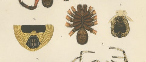 Antique Print of Sumatran Spiders, Mygalomorphs & Jumping Spiders, c.1887, close-up 3
