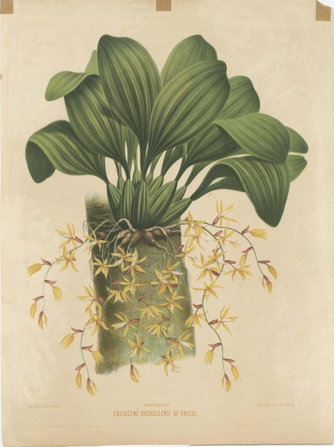 Large Orchid Illustrations of the Dutch East Indies: A Botanical Heritage, 1854, view 2