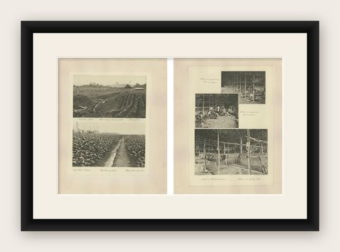Sumatra Tobacco Cultivation & Drying Barns, Deli Estates Photographic Pair 1910, shown framed