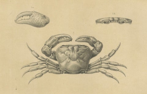 Antique Scientific Print of Lacraud’s Freshwater Crab, Sumatra, 1887, close-up 2