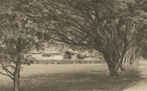 Avenue of Trees, Tandjong Poera, Sumatra, Kleingrothe, Dutch East Indies c1910, close-up 5