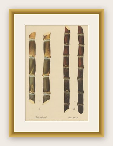 Antique Sugarcane Chromolithograph, Teboe Rapooh and Teboe Merah, 1892, shown framed