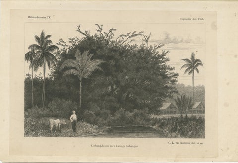 Antique Print of Koebang Tree with Kalongs, Sumatra by van Kesteren c.1887, view 2