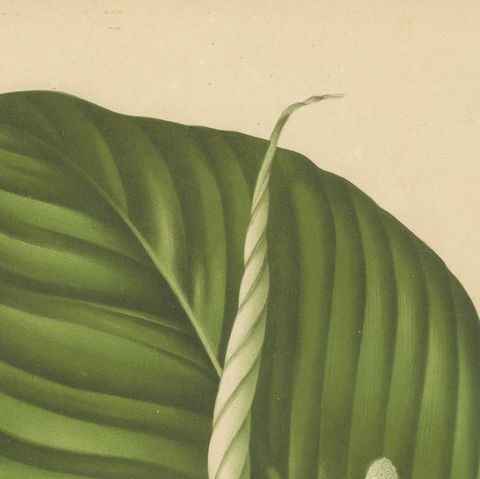 Original Antique Peace Lily Botanical Chromolithograph by Hoola van Nooten, 1880, close-up 5