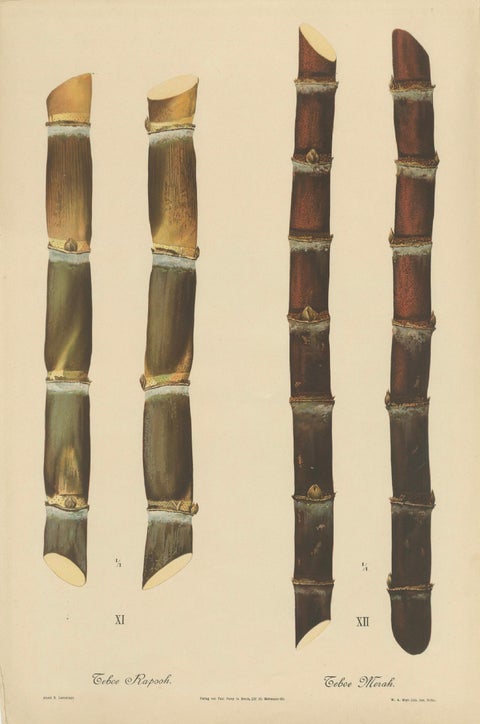 Antique Sugarcane Chromolithograph, Teboe Rapooh and Teboe Merah, 1892, close-up 1