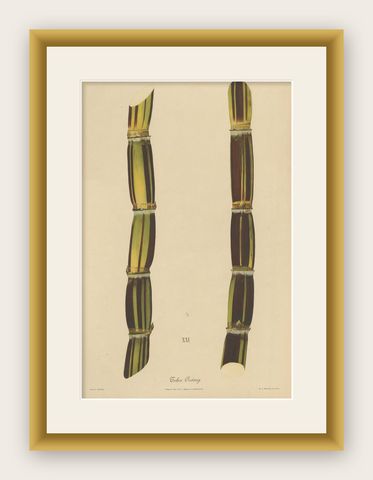 Antique Sugarcane Chromolithograph, Teboe Gedang, Java 1892, shown framed