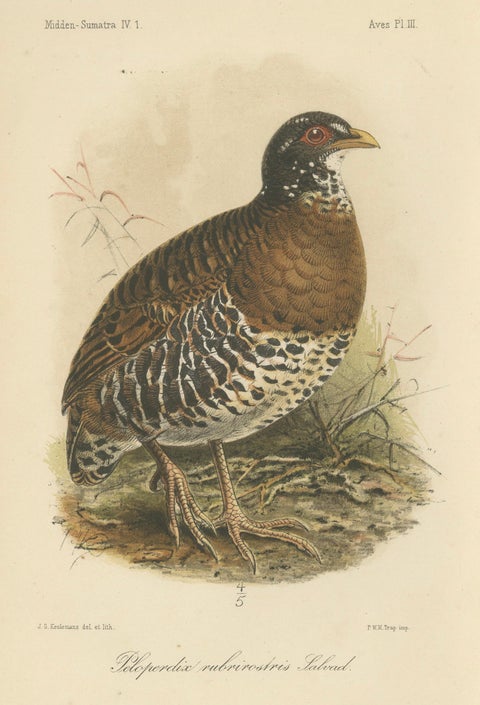 Antique Lithograph of Red-billed Hill Partridge by Keulemans, Sumatra c.1887, close-up 1