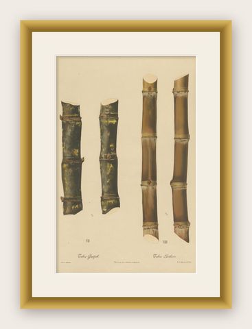 Antique Sugarcane Chromolithograph, Teboe Gadjah and Teboe Boethers, 1892, shown framed