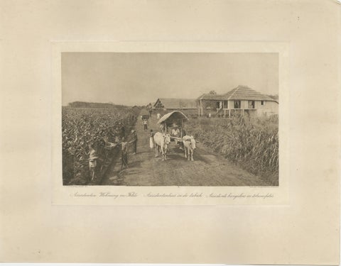 Set of 4 Tobacco Industry Photogravures, Sumatra’s O.K., C.J. Kleingrothe, 1910, view 3