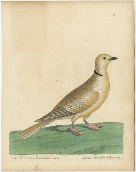 Antique Bird Print of a Turtle Dove from the East Indies, view 2