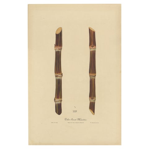 Antique Sugarcane Chromolithograph, Teboe Soerat Mauritius, Java 1892