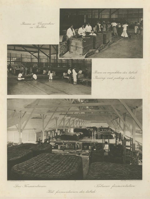Tobacco Fermentation & Packing, Deli, Sumatra, Kleingrothe, c.1900, close-up 2