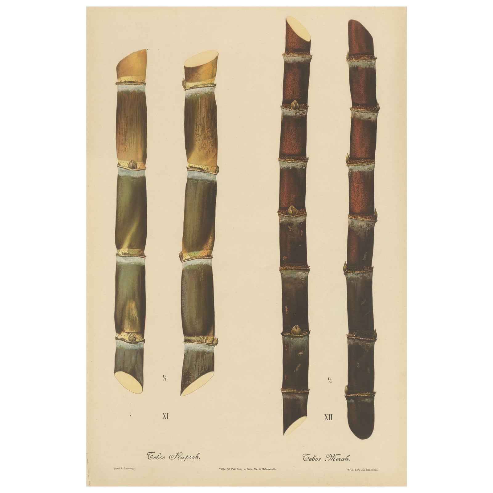 Antique Sugarcane Chromolithograph, Teboe Rapooh and Teboe Merah, 1892