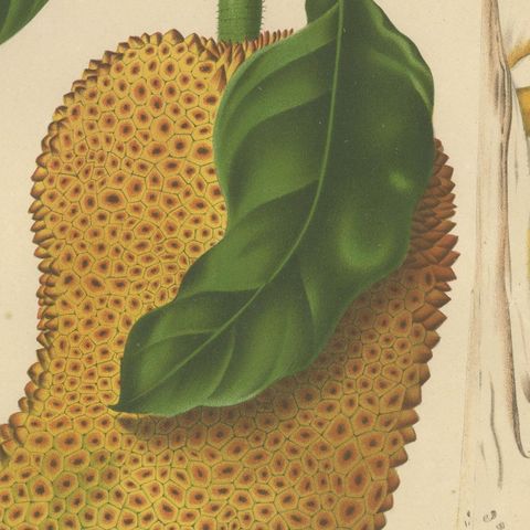Original Antique Jackfruit Botanical Chromolithograph by Hoola van Nooten, 1880, close-up 6